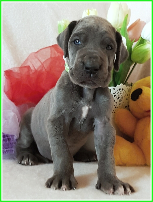 Litter Q - 3 weeks